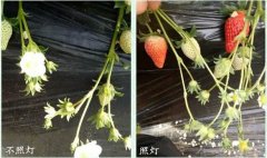 掌握草莓花芽分化规律，让草莓提前上市15天！