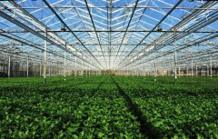 西葫芦苗期有哪些管理方法要点？