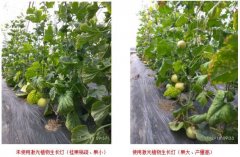 山东香瓜生产基地