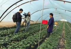 种草莓的人为什么喜欢用它？