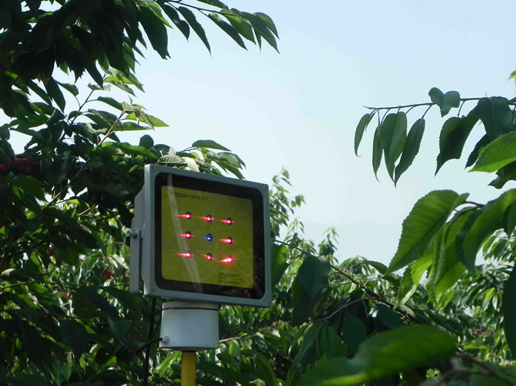 樱桃激光植物补光灯照射