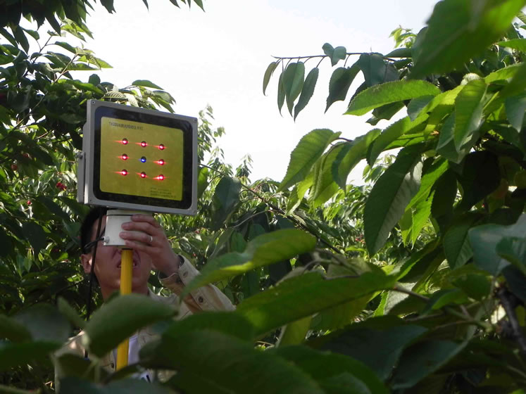 大樱桃观光园樱桃激光植物补光灯