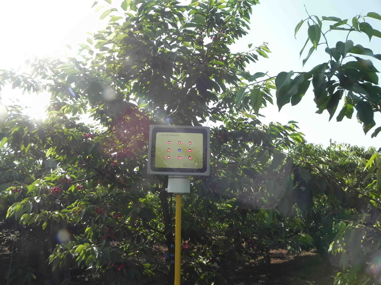 同凯樱桃激光植物补光灯