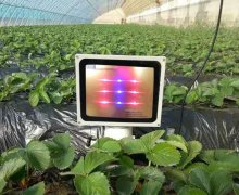 植物补光灯的作用与效果，你了解多少？