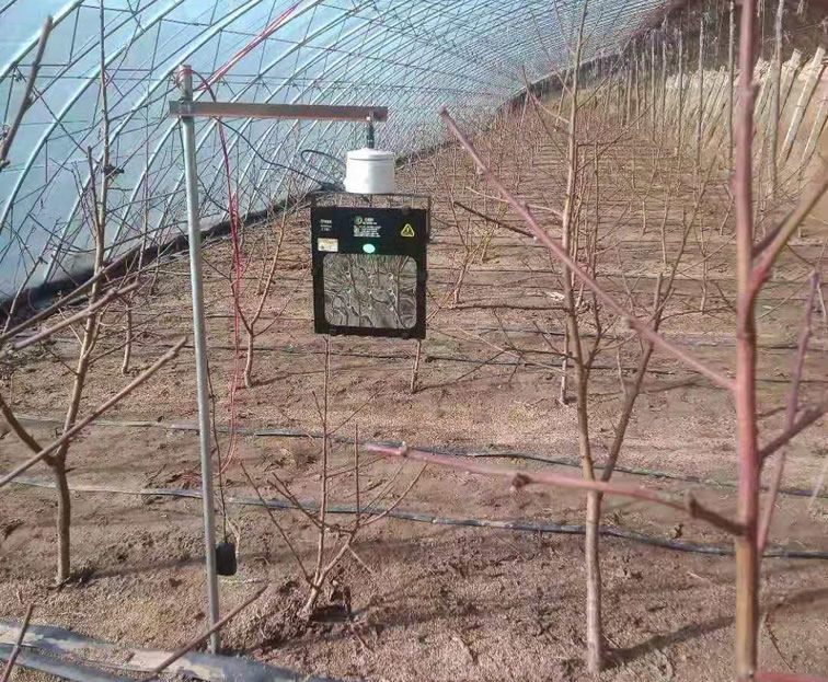 油桃专用植物补光灯照射覆盖图