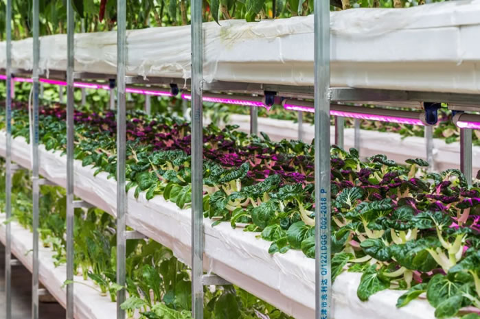 立体种植的蔬菜工厂