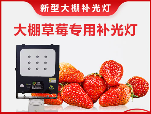草莓专用植物补光灯