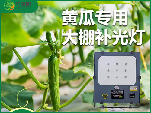 黄瓜专用植物补光灯