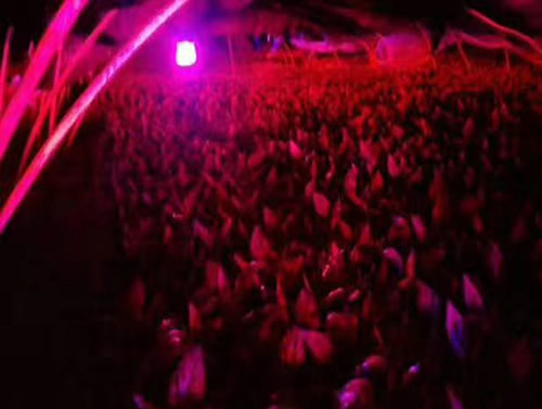 蓝莓激光植物补光灯