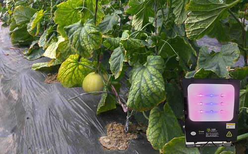 榆林市榆阳区鱼河许家崖种植户