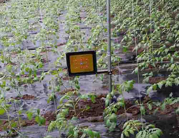 吉林省长春市双阳区奢爱镇西红柿灯安装点