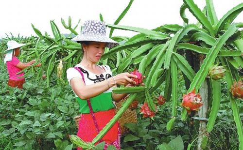 榆林市榆阳区鱼河郑家沟火龙果补光灯安装点