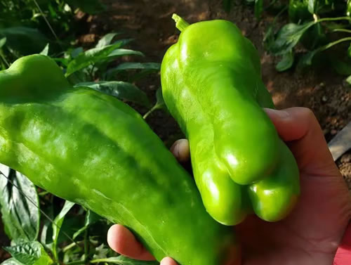 辣椒一天能卖2000多，光照是关键，激光植物补光如何让