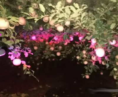 LED农业光照市场的痛点和出路——红皎阳激光植物生长灯