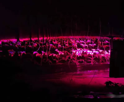 雨雪来袭，大棚补光灯为农作物保驾护航！