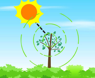 植物光合作用的重要性