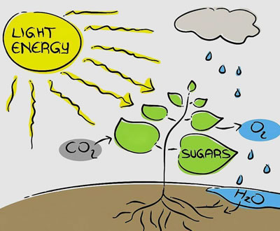 植物补光必要性
