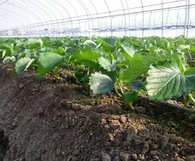 蔬菜种植大棚光照不够？这里有绝招！