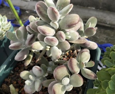 阳台养多肉，缺乏太阳光照，补光灯管用吗？