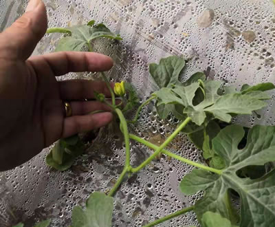 冬季西瓜要想长得好，一定要使用植物补光灯