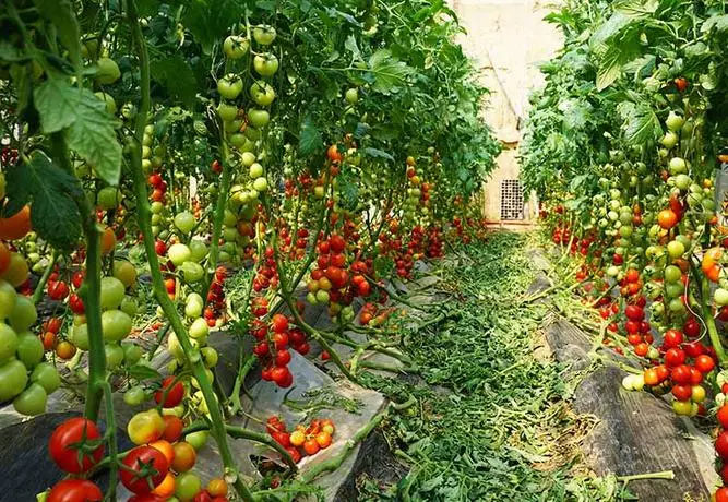 大棚种植西红柿有青筋是怎么回事?
