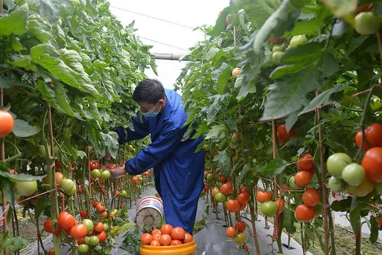 大棚种植西红柿，进入采摘期，“浇水”技术含量最高
