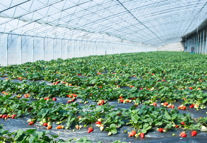草莓怎么种？一份完整的草莓栽培管理方案送给你