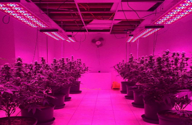 LED植物生长灯对人体有害吗