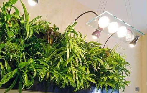 植物补光灯有杀菌作用吗