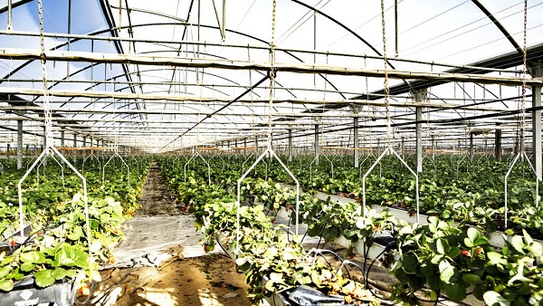 植物补光灯白天用还是晚上用
