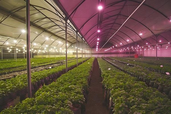 大棚植物补光灯能起多大作用