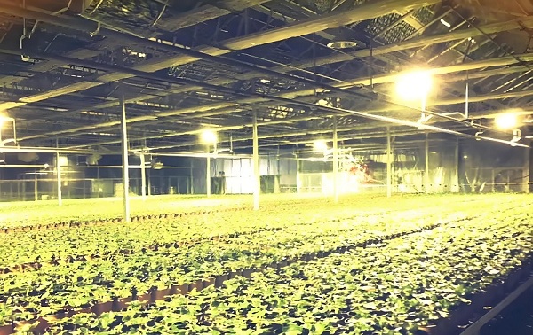 全光谱植物补光灯有用吗