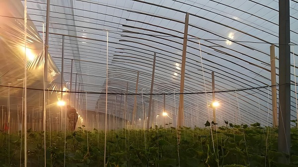 植物补光灯用什么颜色的好