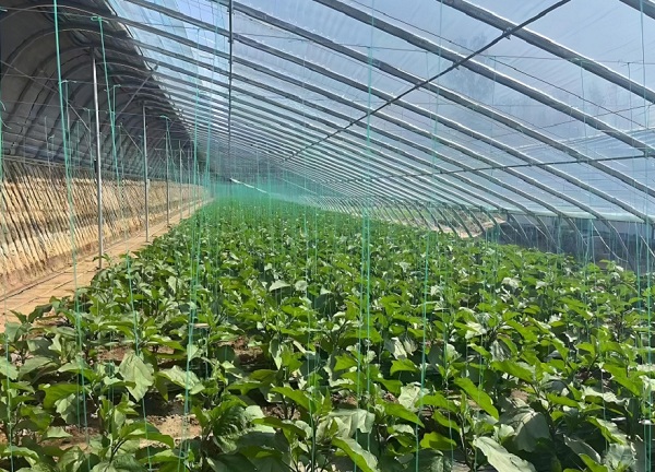 温室大棚补光灯怎样使用效果最好