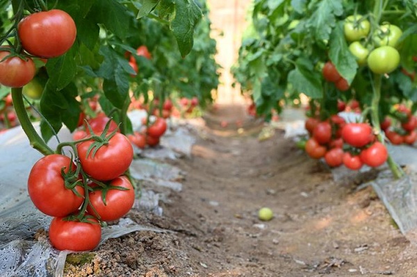 69081562774c2.jpg 74.jpg