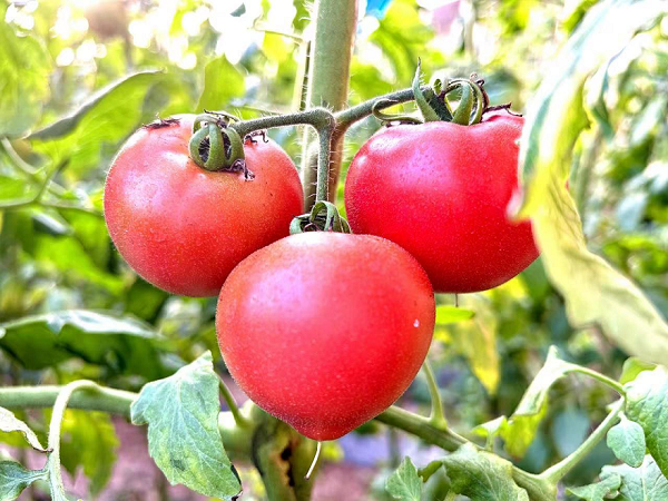 6912cd973fbaf.png 12.png