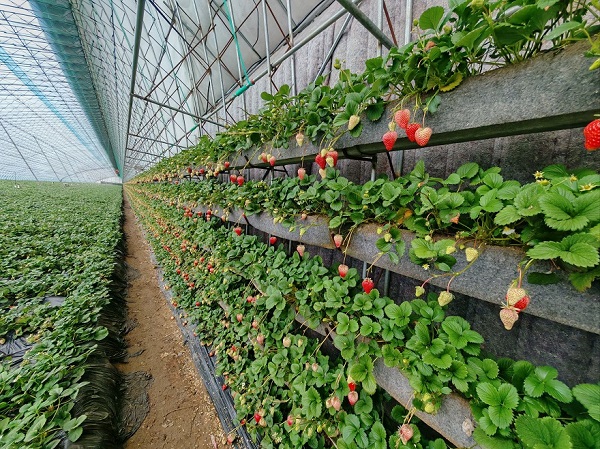 大棚草莓补光灯有效果没