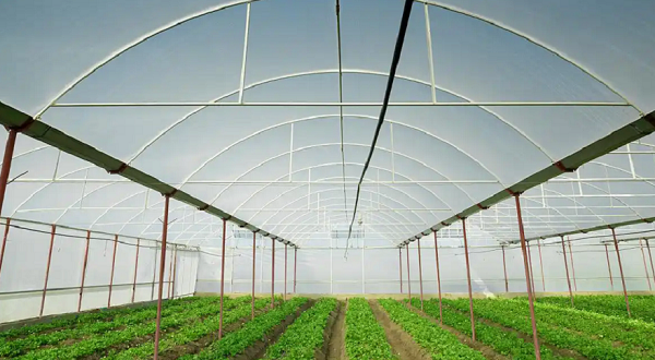 温室大棚植物补光灯怎么用