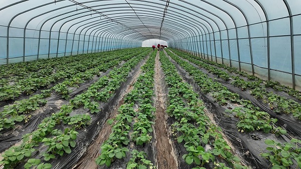 补光灯对草莓有哪些好处