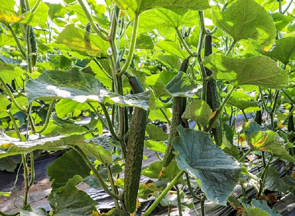 黄瓜光照不足如何补光效果好