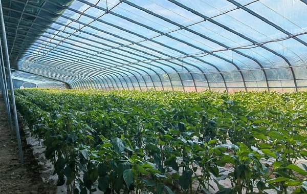 补光灯对辣椒有作用吗