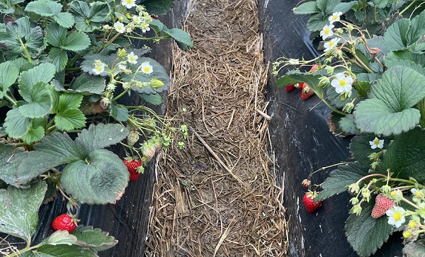 草莓补光灯能增加产量吗