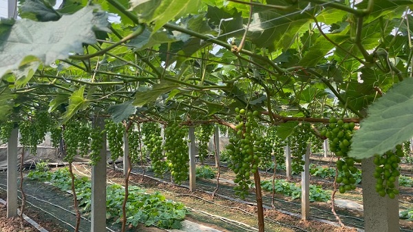 葡萄大棚种植用什么灯补光